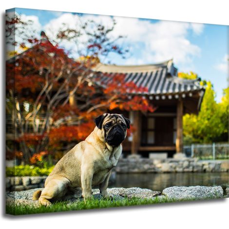 Leinwanddruck Tiere Mops Hund 50x40 cm