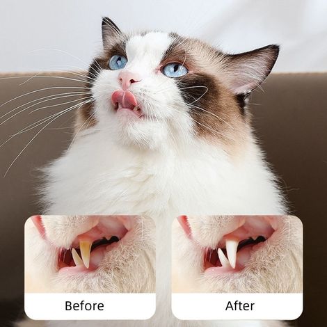 Stylo de nettoyage dentaire pour animaux, détartreur pour chiens, outil de nettoyage dentaire désodorisant et d'hygiène buccale pour chats et chiens -- Stylo de nettoyage dentaire pour animaux (un sty (1/4)