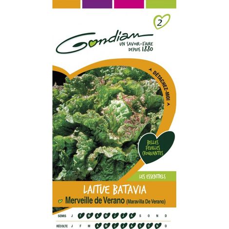 Gondian - Laitue Batavia Merveille de Verano (1/4)