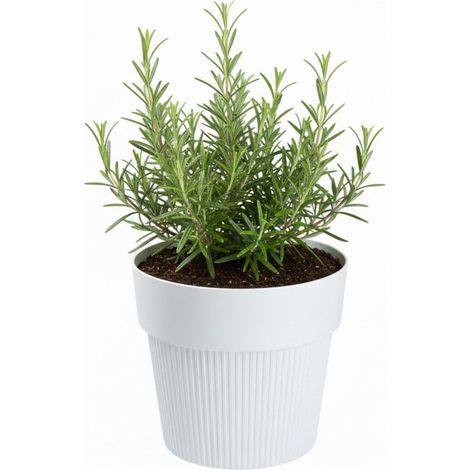 Vaso da fiori SILVA LINE in plastica riciclata, bianco, altezza 11,5x13,2 cm.