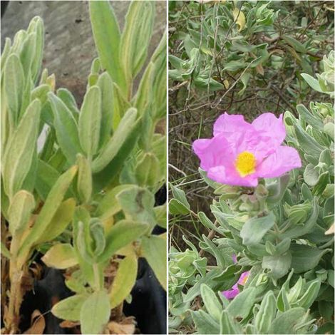 Pack de 4 Plantas de Estepa Blanca. Citus Albidus