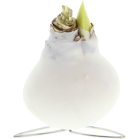 Bloomique - Bulbe d'Amaryllis en cire blanche - Colibri blanc - Bulbe à fleurs - Sans fleurs d'eau - Décoration de Noël - Hauteur 10-20 cm à la livraison - Pousse jusqu'à 30-50 cm - 7 cm de diamètre (1/5)
