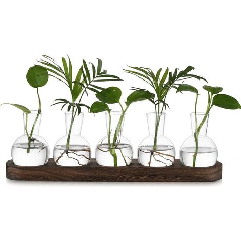 Petit Vase Fleur Vase Transparent: Terrarium Plante Hydroponie Vase en Verre avec Marron Plateau en Bois - 5pces Soliflore en Verre Terrarium Vegetal pour Centre de Table Decoration Interieur (1/5)