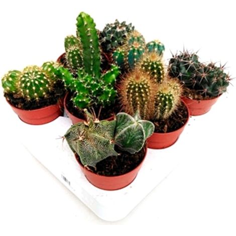 Pack de 8 Plantas Cactus y Crasas en Maceta M8