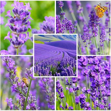 50g Lavender Seeds – Heirloom Perennial Herb Fragrant Garden
