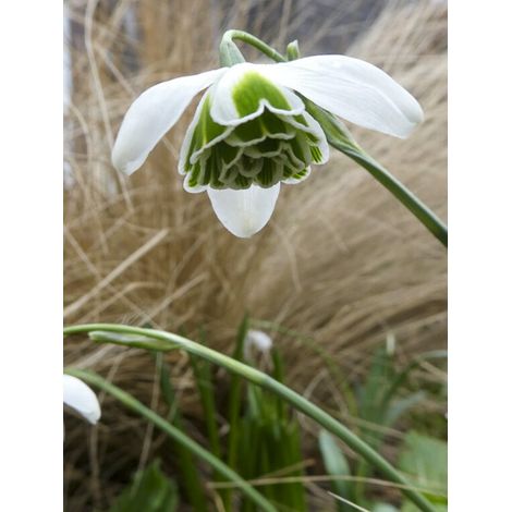 Perce-neige 'Dionysus' Bulbe calibre 6+ (par 3) (1/2)