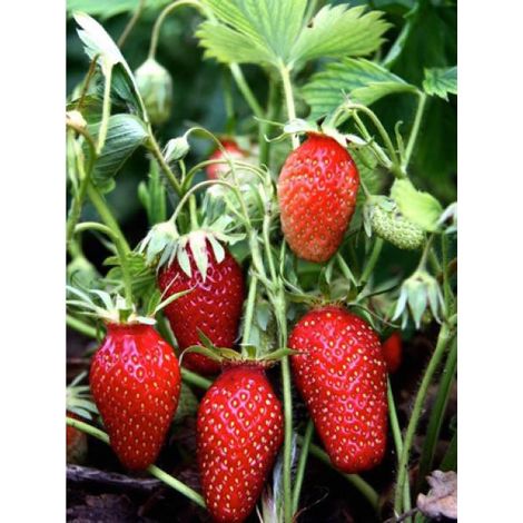 Fraisier 'Mariguette' - remontant Godet de 7/8 cm (1/3)