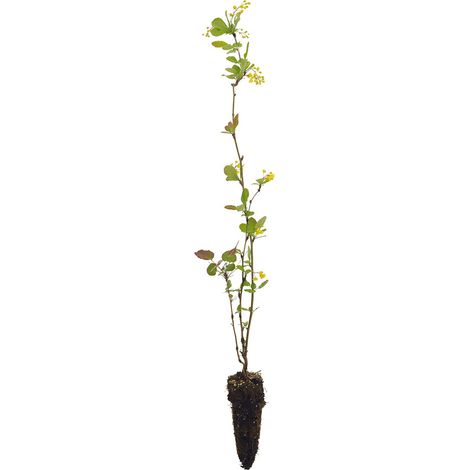 Berberis vulgaris - crespino europeo - alveolo forestale (1/2)
