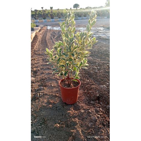 EUONYMUS JAPONICUS CESP.17 BRAVO