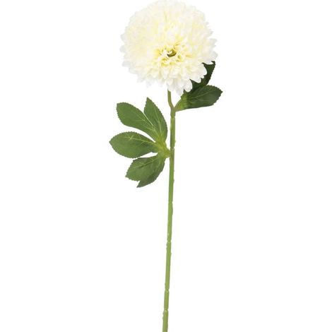 Aglio ornamentale bianco - Fiore singolo, lunghezza 52 cm (1/3)