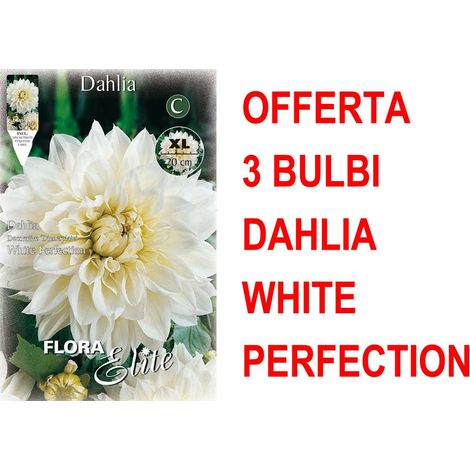 OFFERTA 3 BULBI DAHLIA DINNERPLATE WHITE PERFECTION XL BULBS