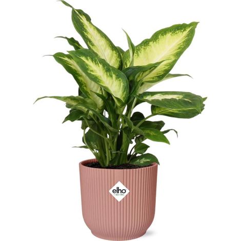 Dieffenbachia 'Camilla' Plante Intérieure Dépolluante en Pot Rose 14 cm - PANGIVO (1/5)