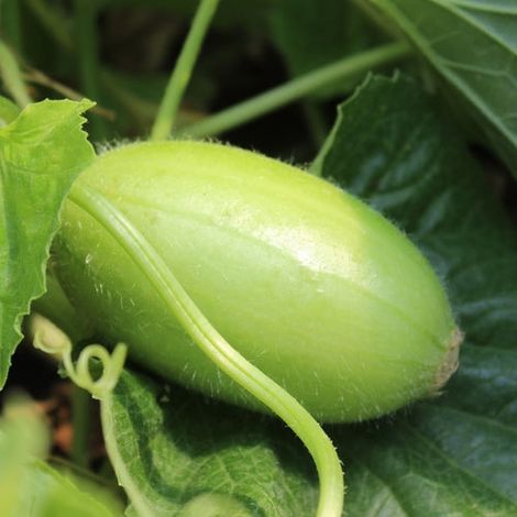 Semi di carosello "Spuredda leccese bianco" piante per orto e giardino
