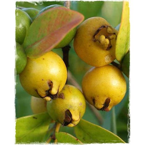 Pianta di Guava limone (Psidium guajava)