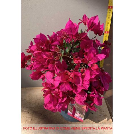 BOUGAINVILLEA SANDERIANA FUCSIA VASO 19CM