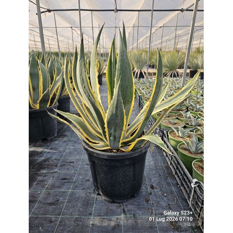 AGAVE AMERICANA MARGINATA VASO 40 (1/4)