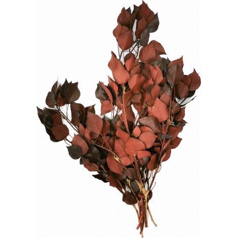 Edera stabilizzata - Rossa