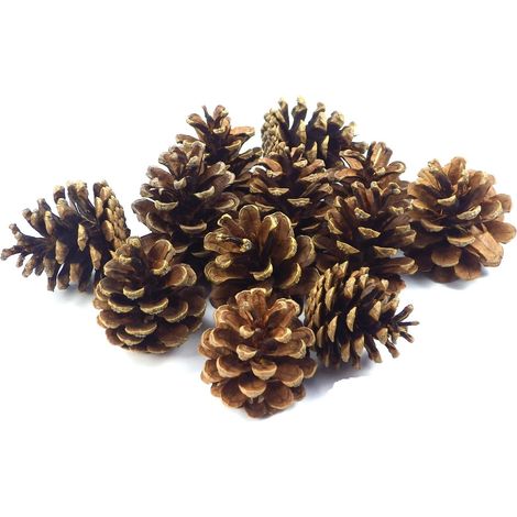 Pine Cone - Natural Black Pine Cones For Christmas Decoration - Rustic Craft Supply - 24 Pieces (1/5)