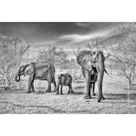 Papier peint panoramique éléphant gris & blanc | Tapisserie panoramique moderne paysage savane | Papier peint panoramique animaux pour chambre - 384 X 260 cm (8 pièces) (1/2)