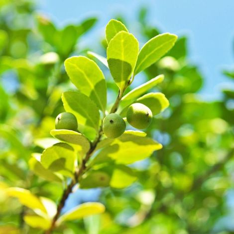 Houx crénelé Dark Green - Ilex crenata Dark Green en Pot 2L 20/40cm (1/4)