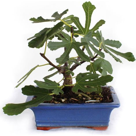 Bonsai Ficus Carica - Bonsai di Fico Comune - H 20-25 cm Vaso Ø 18 cm (1/2)