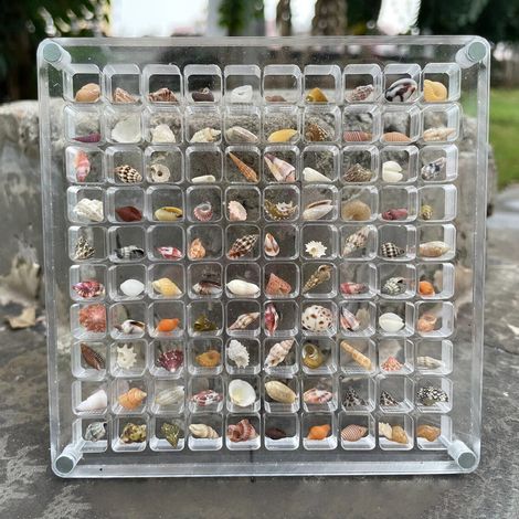 Boîte de rangement magnétique en forme de coquillage, vitrine en acrylique transparent pour étoiles de mer, conques, petits objets et accessoires de loisirs créatifs (1/5)