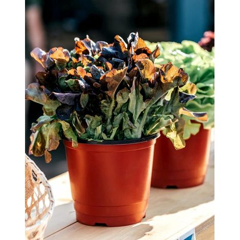 Pack de 100 pots de fleurs de 15 cm d'épaisseur en plastique muré avec trous de drainage. Pots de semis pour plantes. (1/4)