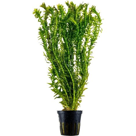 Aquarium Pflanze Elodea canadensis Nr.312