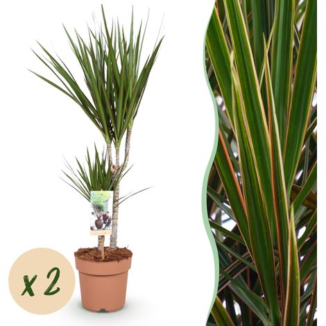 Dracaena Marginata Arbre à Dragon - Lot de 2 Plantes d'Intérieur - Pot Ø 17 cm - 70-80 cm - PANGIVO (1/5)