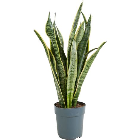 Bloomique - Sansevieria Laurentii - Langue de Belle-Mère - Plantes d’intérieur - Dépolluante - Très Facile à Entretenir - 30-40 cm de Haut - Pot 12 cm