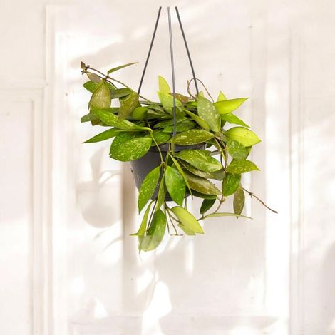 Gardenaria Hoya carnosa 'Gracilis' - Pianta da interno ornamentale - Altezza: 30 cm (vaso 14) (1/5)