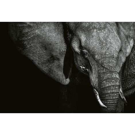 Papier peint panoramique gris anthracite | Tapisserie panoramique moderne éléphant | Papier peint panoramique tendance pour cuisine - 384 X 260 cm (8 pièces) (1/2)