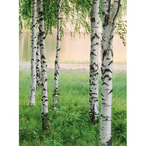 Papier peint panoramique arbre bouleau | Tapisserie panoramique nature verte et blanche | Papier peint panoramique forêt pour salon - 192 X 260 cm (4 pièces) (1/2)