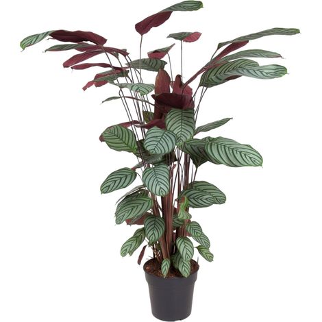Plante Verte d'Intérieur Calathea Oppenheimiana Feuillage Décoratif H130 cm Pot ø27 cm - PANGIVO