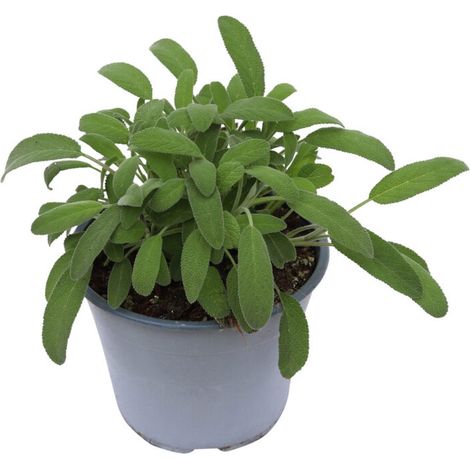 Sauge à grandes feuilles - Plante aromatique italienne - Culture durable - Salvia officinalis - 2 pièces (1/2)