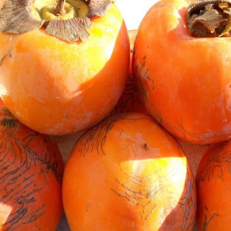 PIANTA DA FRUTTO CACO RAGNO in vaso 20 età 2/3 anni (foto reali)