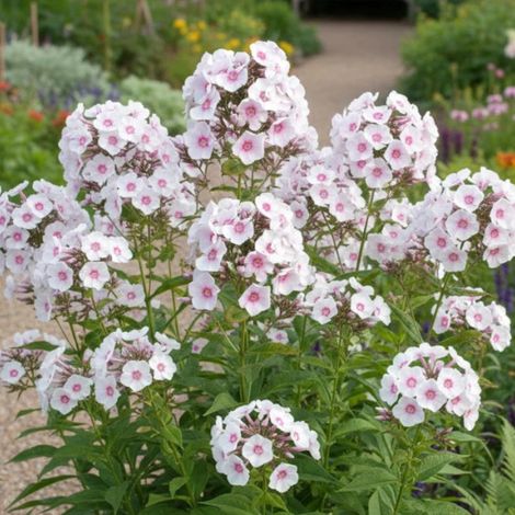 Phlox paniculé Delta/Lot de 3 godets