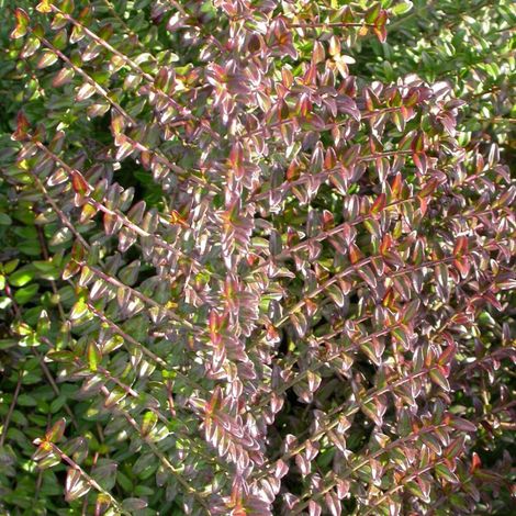 Chèvrefeuille arbustif, Lonicera à feuilles de buis/Pot de 3L - 20/40 cm (1/3)