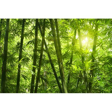 Papier peint panoramique bambou ensoleillé | Tapisserie panoramique nature idéal couloir | Papier peint panoramique vert clair et jaune moderne - 267 x 400 cm (4 pièces) (1/2)