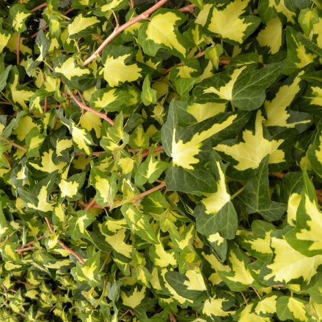 Lierre des bois Goldheart/Pot de 1,5L  Tuteur bambou 30/60 cm (1/4)