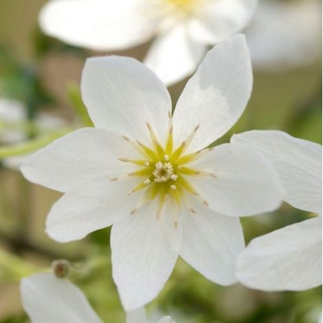 Clématite - Clematis 'Joe' - 50-60 cm pot