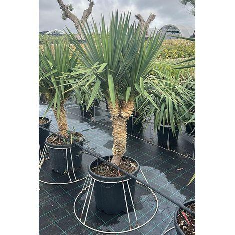 YUCCA GLORIOSA VASO 50 (1/3)