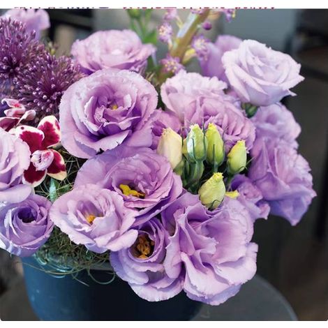 500 graines de lisianthus couleur lilas clair - Floraison délicate et originale, facile à cultiver, idéal pour jardin et pots (1/5)