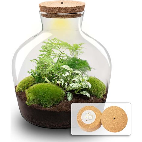 Terrarium de Plantes DIY Écosystème Autonome avec Éclairage LED en Verre Ø 29 x 30 cm - PANGIVO (1/5)