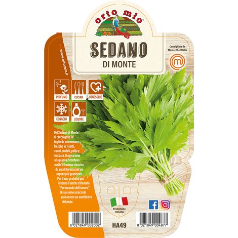 1 PIANTA DI SEDANO DI MONTE VASO 14CM