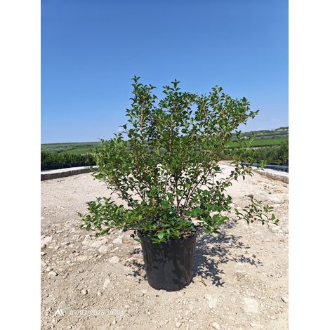 OSMANTHUS X BURKWOODII CESP.35