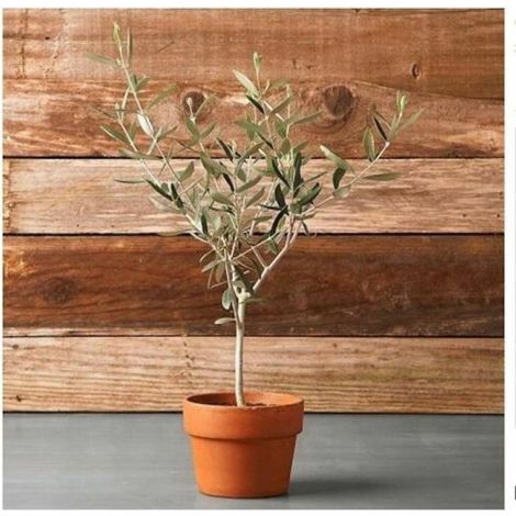 Ulivo olivo "Olea europea" pianta in vaso bio ø8 cm mensa olio