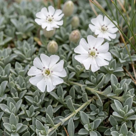 3 Silènes maritimes (Silene maritima)