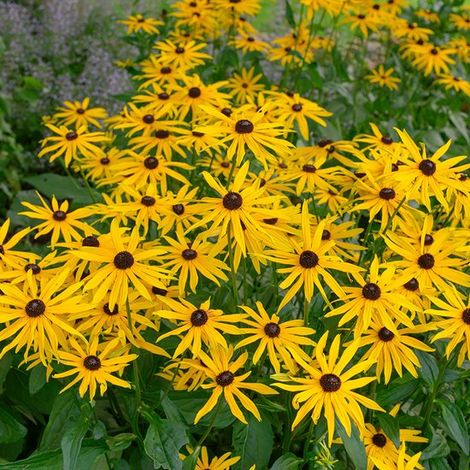 Rudbeckie fulg. 'Goldsturm' (Rudbeckia fulg.) 1 plant Plante mellifère Pot de pépinière 11 x 11 cm (1/5)