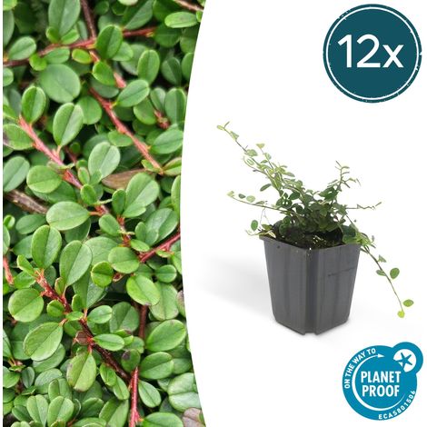 Cotoneaster 'Streib's Findling' Couvre-sol Vigoureux Lot de 12 Plantes Hauteur 10-25 cm Ø 9 cm - PANGIVO (1/5)